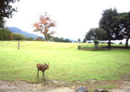 飛火野